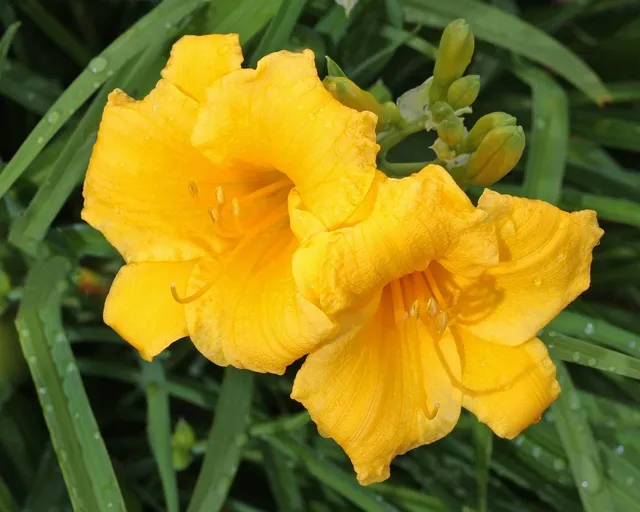 ANNA 